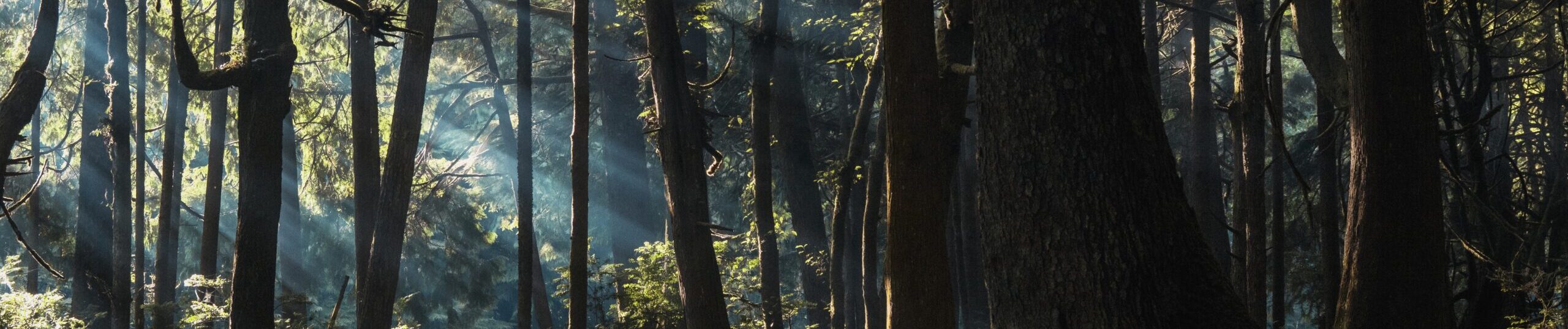 Aturna condimentum mattis pellentesque nibh tortor